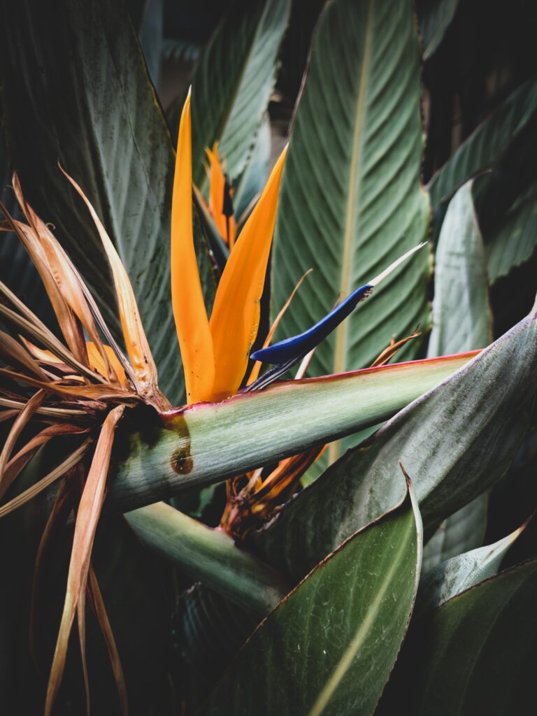 Birds of Paradise Plant Care: Watch it Thrive