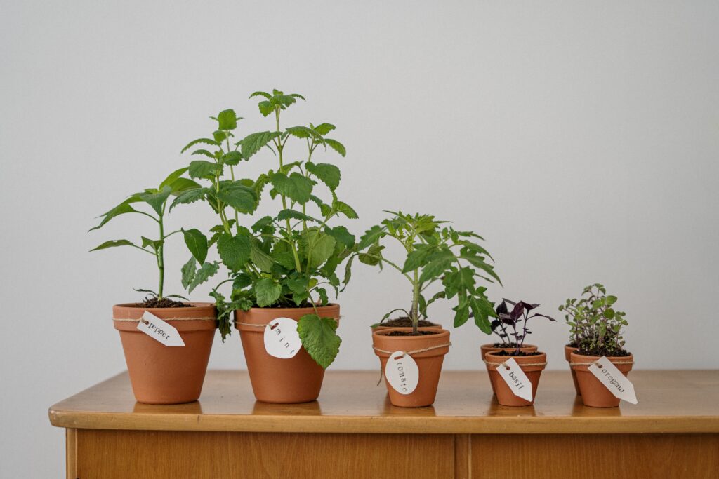 Create your Own Indoor Herbal Garden