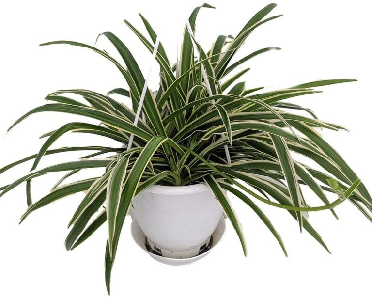 Care for Spider Plants Your Complete Guide Small Space Love