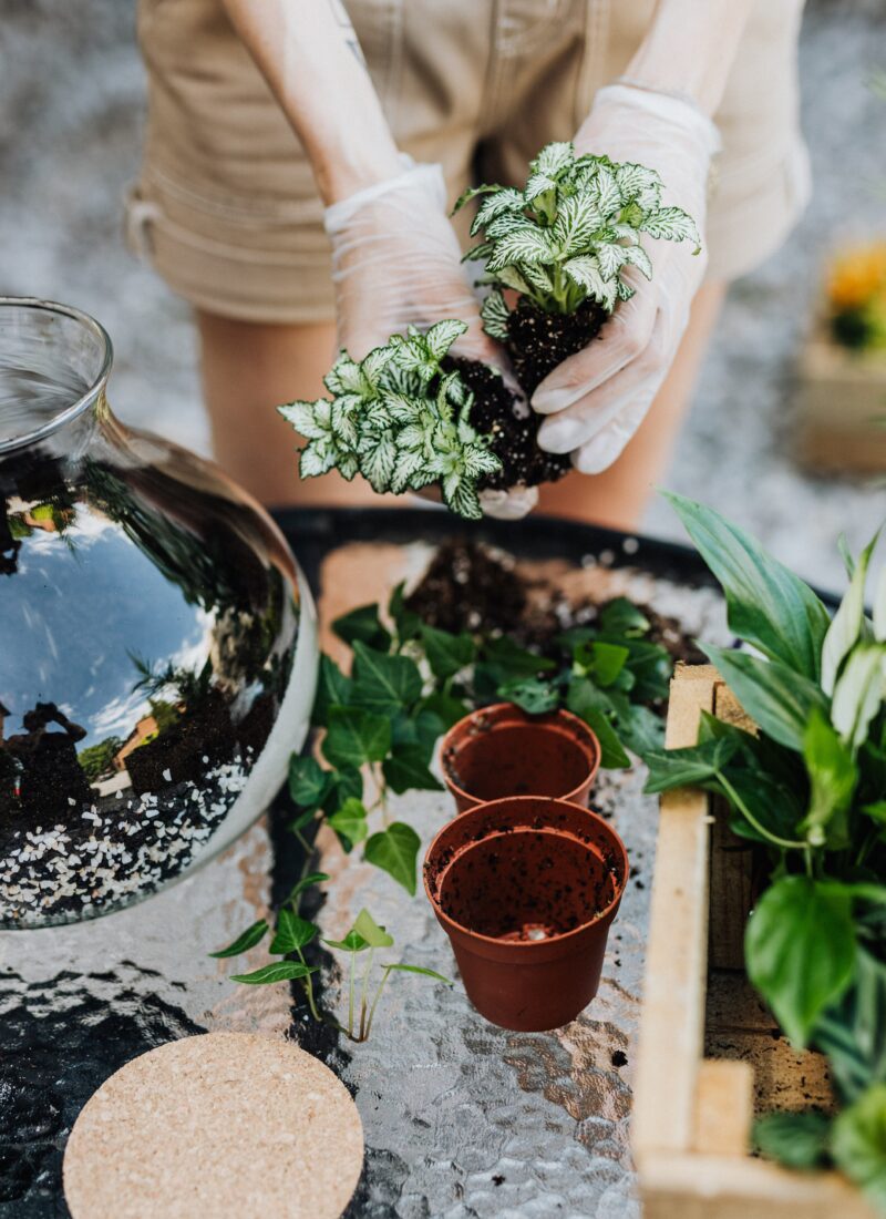 Simple Steps on How to Make Terrariums